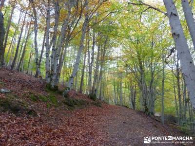 Hayedo de Tejera Negra [Serie Clásica];gredos senderismo excursiones a pie